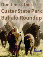 Custer State Park in the Black Hills of South Dakota is home to one of the world's largest bison herds, with an annual roundup the last Friday of September.
